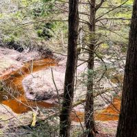 28 acre Creek Front Hunting Land Pitcairn NY images 3