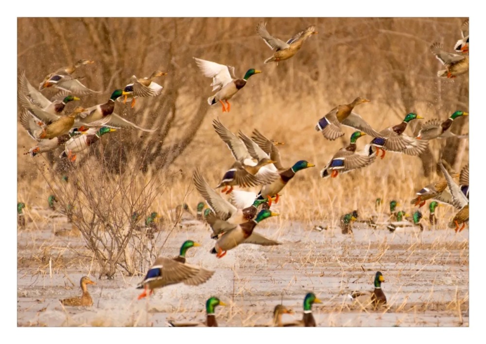 Flight Lane Reserve featured image
