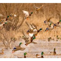 Flight Lane Reserve images 1
