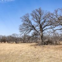 Richland Springs 80 Acres images 5