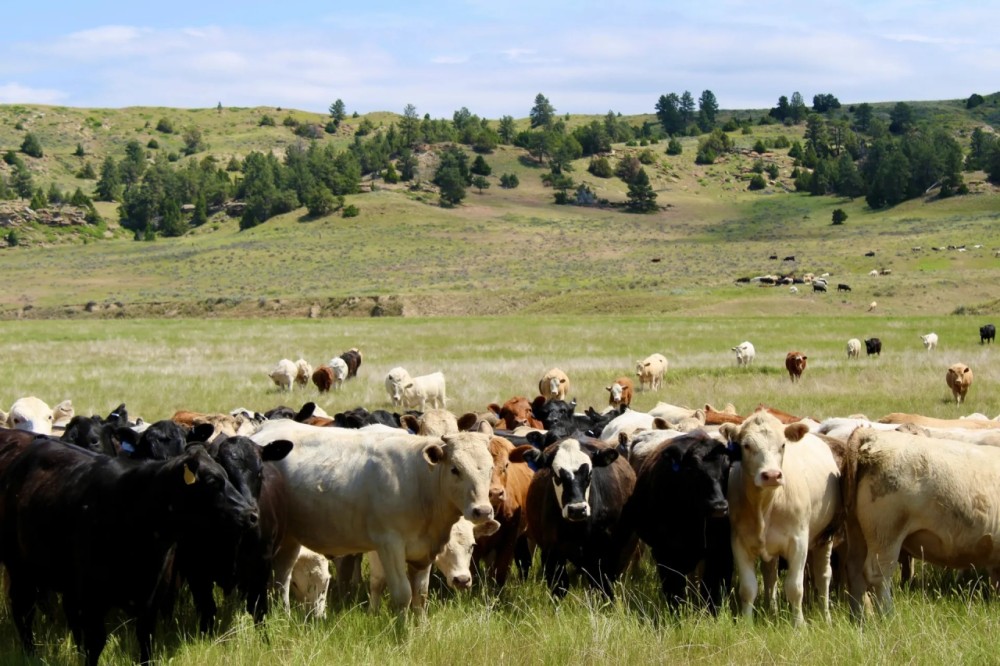 South Deer Creek Ranch featured image