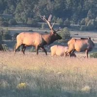 Trophy Elk Ranch Estate images 5
