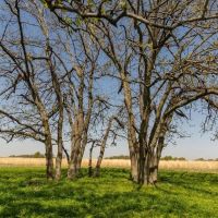 Ford 255 Acres images 5