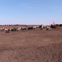Dakota Feeding Company of South Dakota images 5