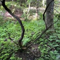 - 14 Acres Tract 8 on Whitewater Point in Tamassee SC images 4