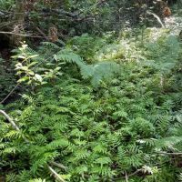 - 14 Acres Tract 8 on Whitewater Point in Tamassee SC images 5