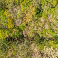 Hunting Land in Etowah County AL images 4