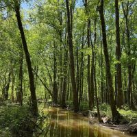 38 Acres in Prentiss County MS