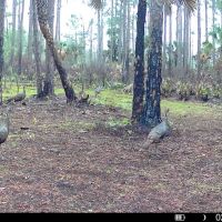 Florida Hunting Lease