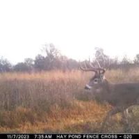 Grundy Whitetails 81 images 2