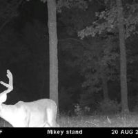 Grundy Whitetails 81 images 4