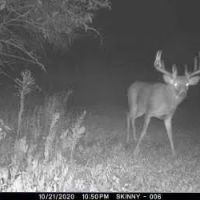 Grundy Whitetails 81 images 5