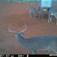 720 acres 10 miles West of Mason Texas