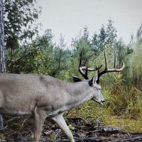 Want to manage a 4978 acre Established MLD lease