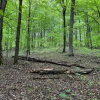 LAND FOR SALE - 21.89 - AC-WOODED - SPRINGVILLE INDIANA - GREENE COUNTY images 2