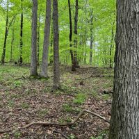LAND FOR SALE - 21.89 - AC-WOODED - SPRINGVILLE INDIANA - GREENE COUNTY images 3