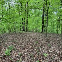 LAND FOR SALE - 21.89 - AC-WOODED - SPRINGVILLE INDIANA - GREENE COUNTY images 4