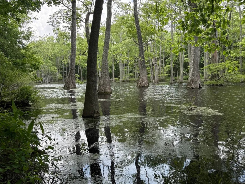 Leflore County 306 Scheppe Place featured image