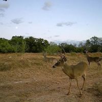 Texas Hunting Recreational Property images 2