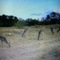 Texas Hunting Recreational Property images 4