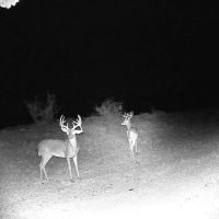 Texas Hunting Recreational Property images 5