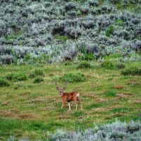 Endless Creeks Ranch images 4