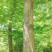Moss Run Rd Lot 11 - 17 acres - Washington County images 4