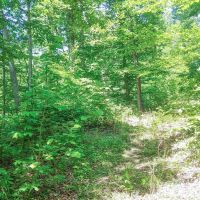 Moss Run Rd Lot 11 - 17 acres - Washington County images 5