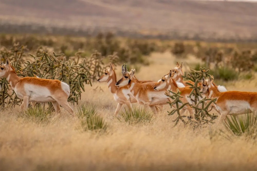 5110 Acres in Chaves County featured image