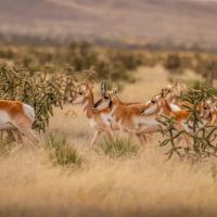 5110 Acres in Chaves County
