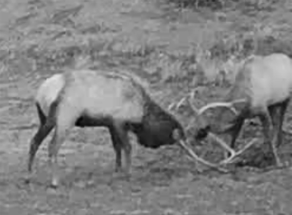 Elk Crossing Ranch featured image