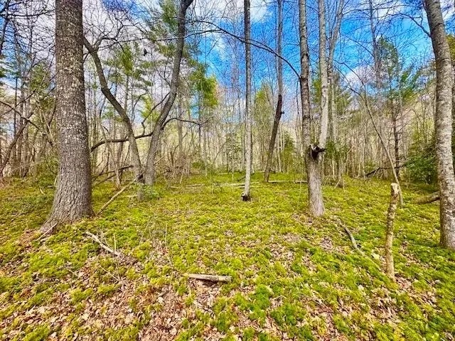 98-Acres of Recreational Hunting Land for Sale in Sunbright TN featured image