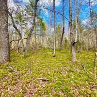 98-Acres of Recreational Hunting Land for Sale in Sunbright TN