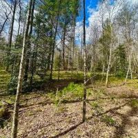 98-Acres of Recreational Hunting Land for Sale in Sunbright TN images 2