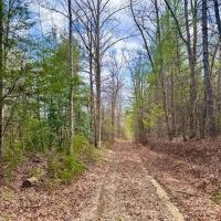 98-Acres of Recreational Hunting Land for Sale in Sunbright TN images 4
