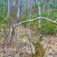 98-Acres of Recreational Hunting Land for Sale in Sunbright TN images 5