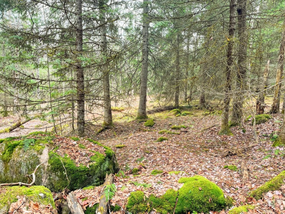 20 acres Adirondack Hunting Land Waverly NY featured image