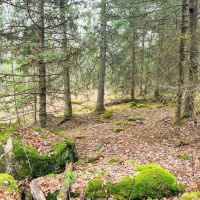 20 acres Adirondack Hunting Land Waverly NY