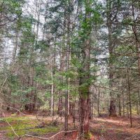 20 acres Adirondack Hunting Land Waverly NY images 2