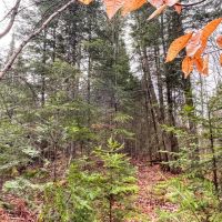 20 acres Adirondack Hunting Land Waverly NY images 3