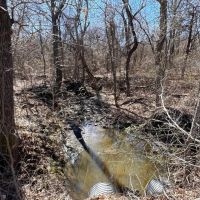 Heavily Wooded Acreage For Sale in Roxton TX images 3