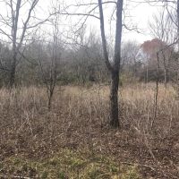Heavily Wooded Acreage For Sale in Roxton TX images 4