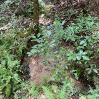 - 23.53 Acres Tract 7 on Whitewater Point Road in Tamassee SC images 3
