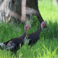 Jefferson River Preserve images 5