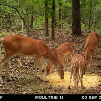 Beautiful 62 - Acres Adjoining WMA images 3