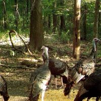 Beautiful 62 - Acres Adjoining WMA images 5