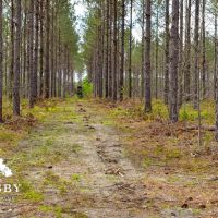 Lindsay Road images 4