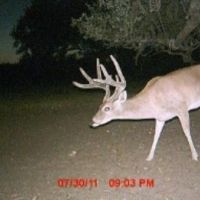 Whitetail Hunts - South TX - Near Victoria