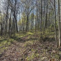 Siverly Ridge - 12 acres - Vinton County images 4