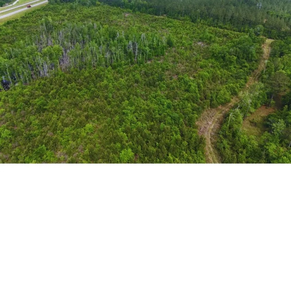 61 Acres in Greene County in McLain MS featured image